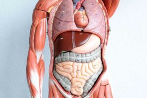 Anatomy & Physiology Course (6 weeks)